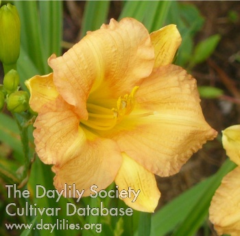 Daylily Butterscotch Ruffles